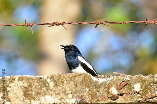 Oriental Magpie-Robin with nature.