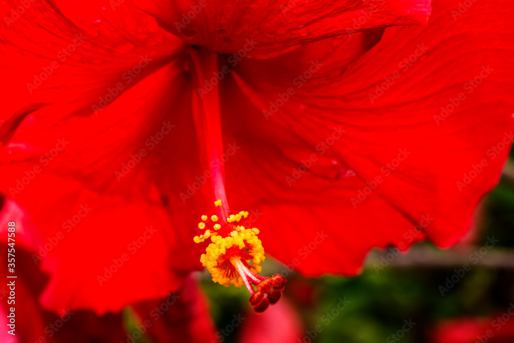 Red Painted Lady Tropical Hibiscus Flower Easter Island Chile Red Painted Lady Tropical Hibiscus Flower Easter Island Chile