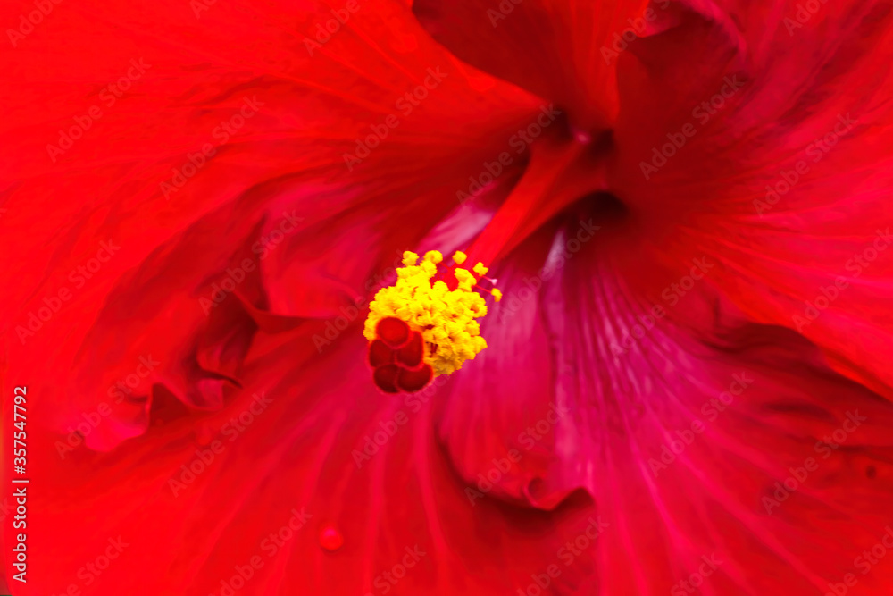 Red Painted Lady Tropical Hibiscus Flower Easter Island Chile Red Painted Lady Tropical Hibiscus Flower Easter Island Chile