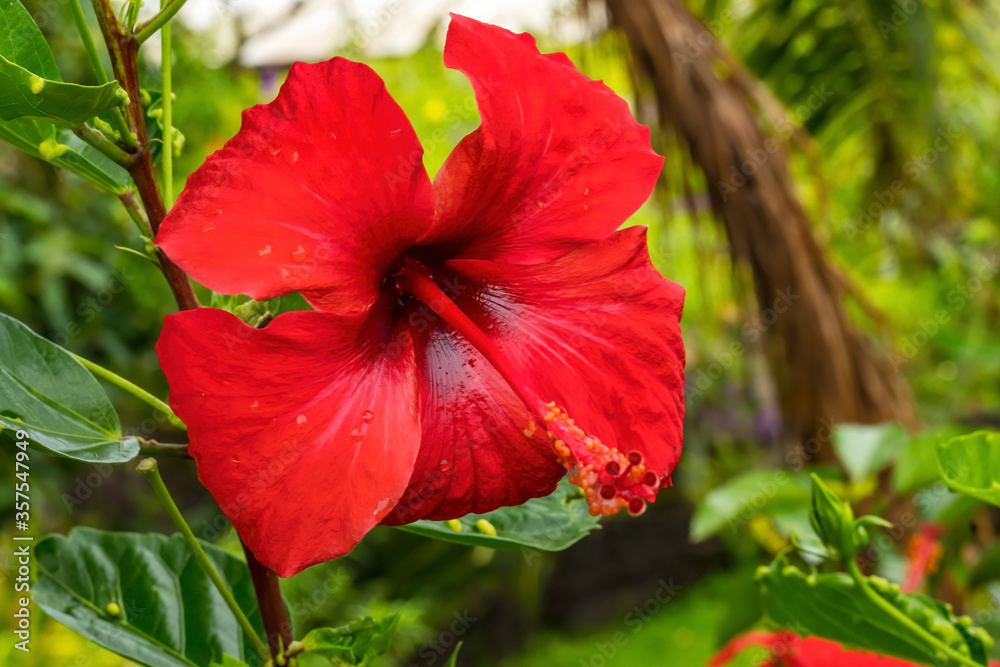 Red Painted Lady Tropical Hibiscus Flower Easter Island Chile Red Painted Lady Tropical Hibiscus Flower Easter Island Chile