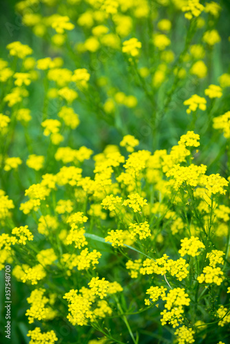 Blooming mustard plant on the field. Selective focus. Shallow depth of field.