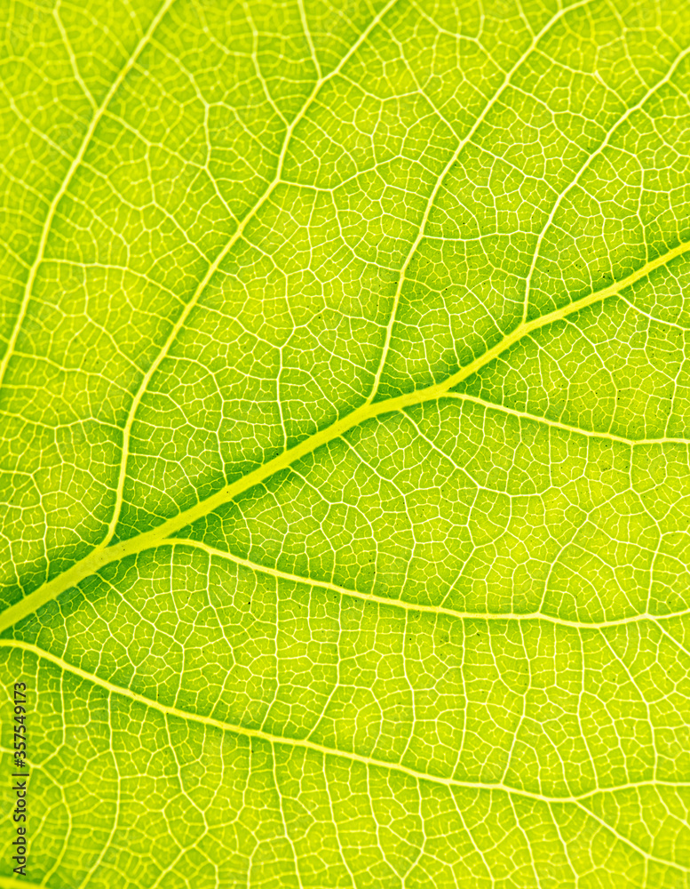 Green leaf with tree as abstract background. Green leaf with tree as abstract background.