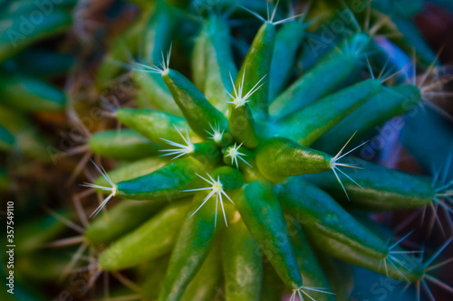 Alien flower Closeup