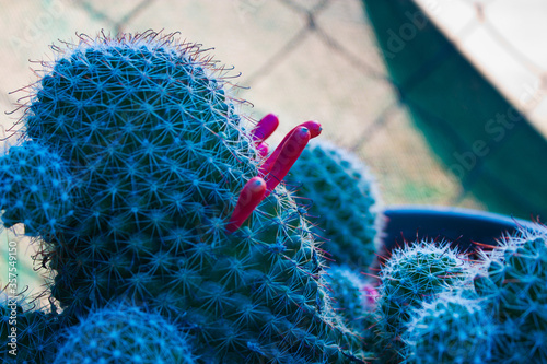 Cactus flowering