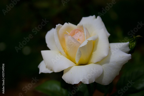White rose