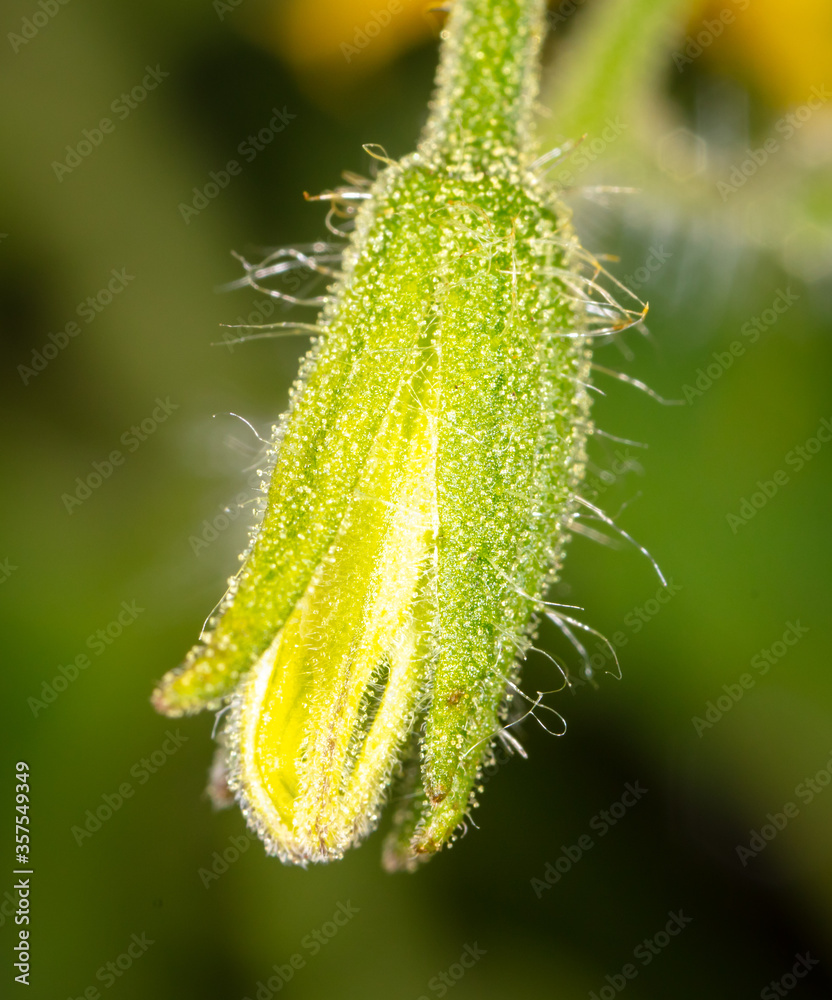 Fototapeta premium Closeup yellow tomato flower on nature.