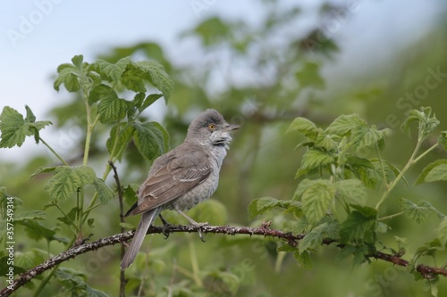 Barred warbler (Sylvia nisoria)sitting on the branch. songbird in the nature habitat.
