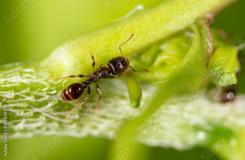 Ant on a green plant in nature. © schankz