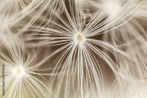 Close-up of a dandelion in nature.
