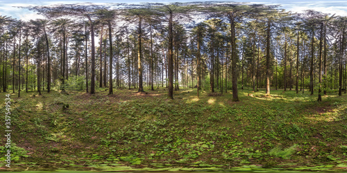 Fototapeta Naklejka Na Ścianę i Meble -  full spherical hdri panorama 360 degrees angle view in pinery forest in equirectangular projection. VR AR content