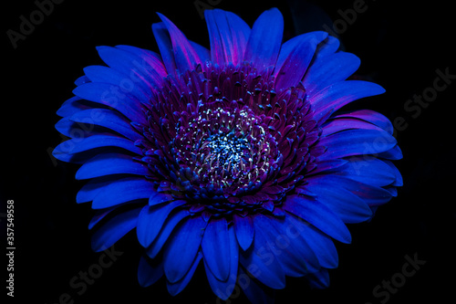 Gerbera under ultraviolet light 15