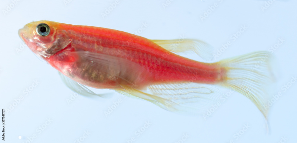 Close up of a red fish on a blue background.