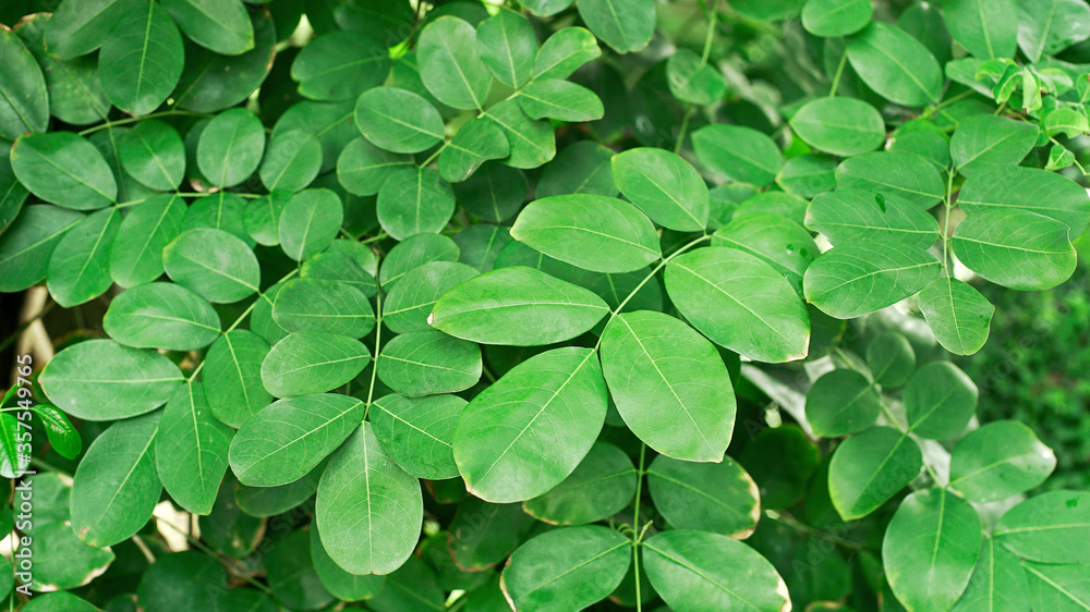 Green leaves foliage pattern and textured Green leaves foliage pattern and textured