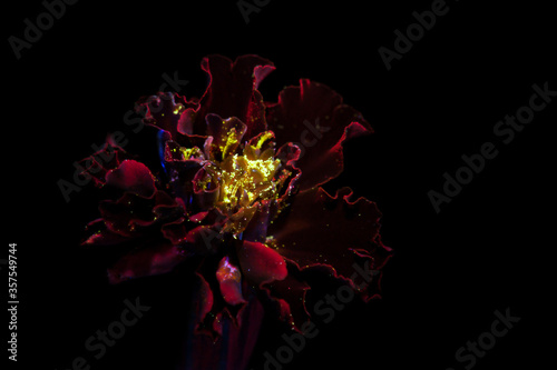 Marigold under ultraviolet 2 © Andrew Kunde
