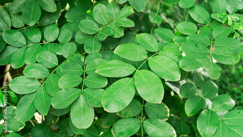 Green leaves foliage pattern and textured