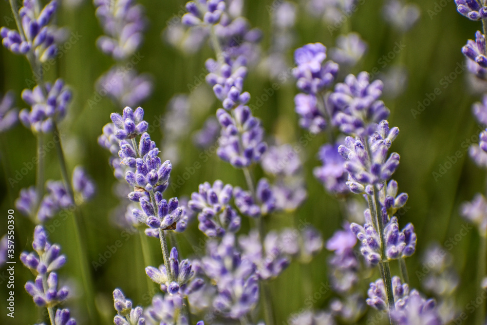 The lavender field is beautifully purple. The lavender field is beautifully purple.
