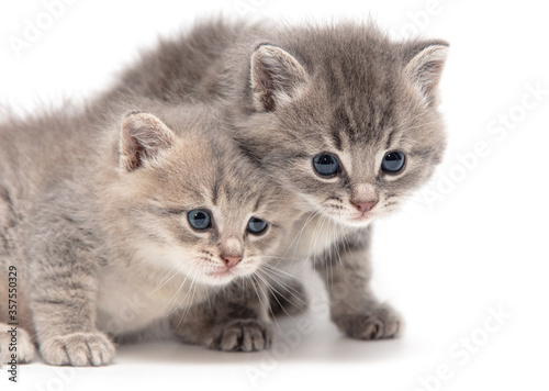 Portrait of two little kitten isolated on a white