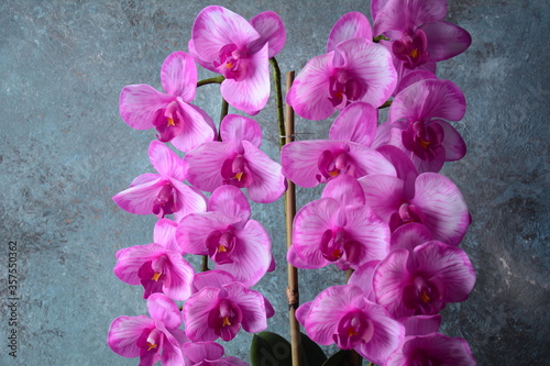 Pink  orchid. Branches of  orchid on  a grey background.