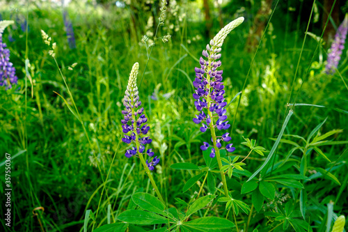   Spring flowers of lupine flowers in purple .  