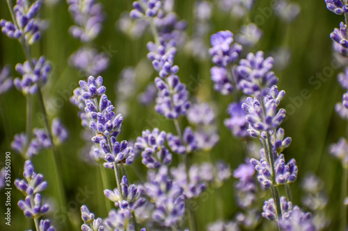 The lavender field is beautifully purple.