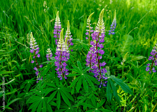   Spring flowers of lupine flowers in purple .  
