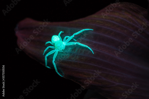 Garden spider under UV 1