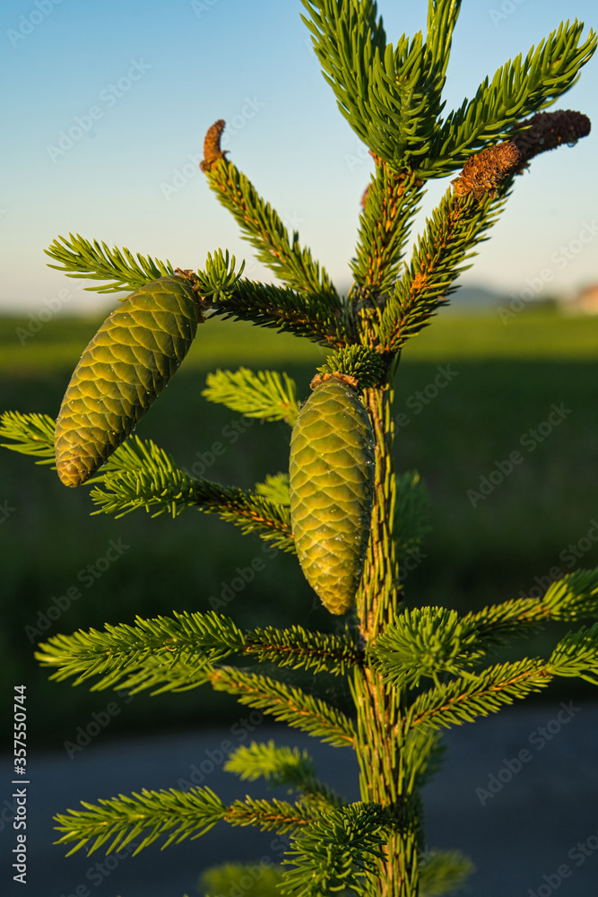 Braune Tannenzapfen bei Sonnenuntergang an einer Tanne Tannenbaum Braune Tannenzapfen bei Sonnenuntergang an einer Tanne Tannenbaum