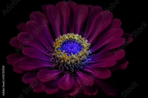 Daisy under ultraviolet light