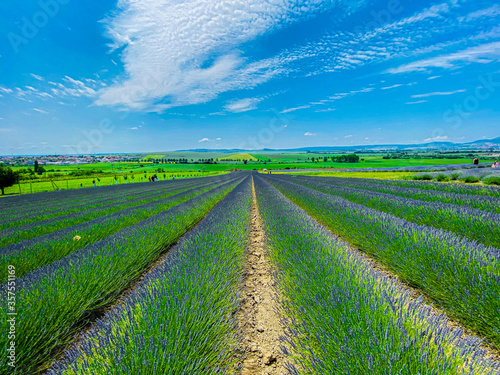 The lavender field is beautifully purple.