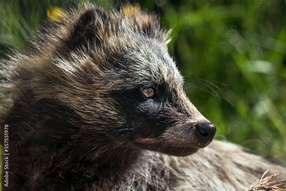 Naklejka premium portrait of a racoon dog 