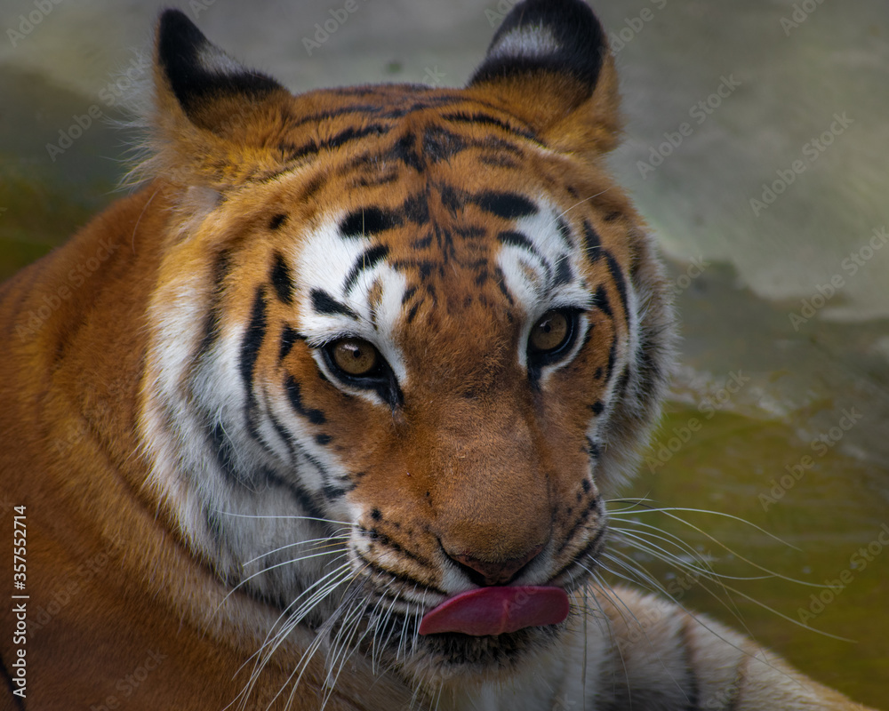 Indian Tiger at Uttarakhand, India. Indian Tiger at Uttarakhand, India.