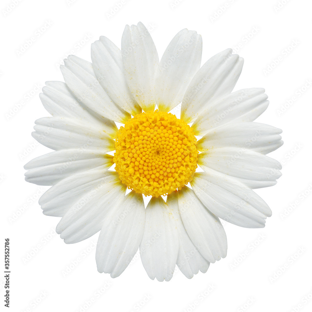 Chamomile or camomile flower isolated on white background.