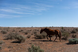 horse in the outback