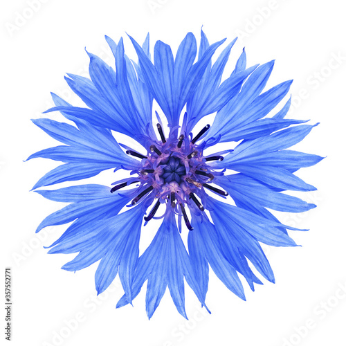 Cornflower flower isolated on white background.