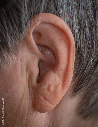 the auricle on the human head