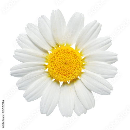 Chamomile or camomile flower isolated on white background. © Kuzmick