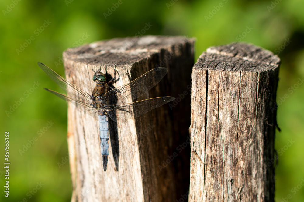 closeup of a male black-tailed skimmer closeup of a male black-tailed skimmer