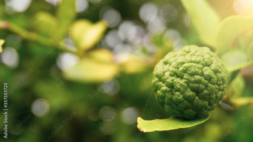 Kaffir lime, one of the fruit for the spices to complement the cuisine with sour taste, gives a unique taste Kaffir lime, one of the fruit for the spices to complement the cuisine with sour taste, gives a unique taste