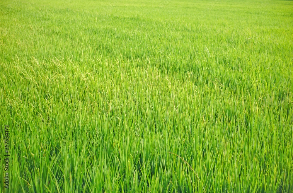 Close up of green rice field with selective focus. Close up of green rice field with selective focus.