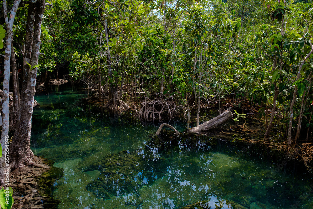 National Park in Krabi Province, Thailand with mangrove forests National Park in Krabi Province, Thailand with mangrove forests