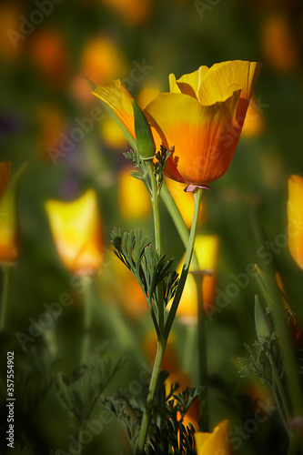 Beautiful yellow flowers - California poppy, it is a flower symbol of the state of California, lit by the morning sun.