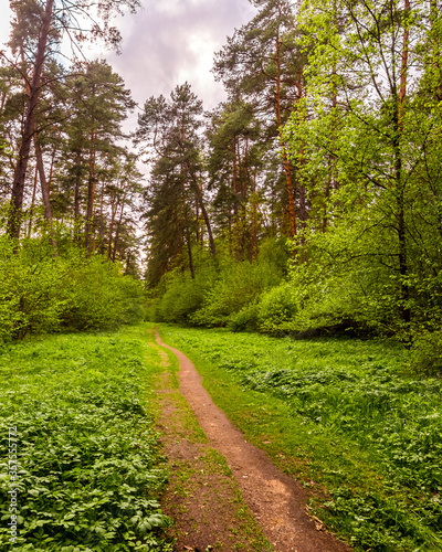 Spring pine forest in cloudy weather with bushes with young green foliage and a path that goes into the distance. photo