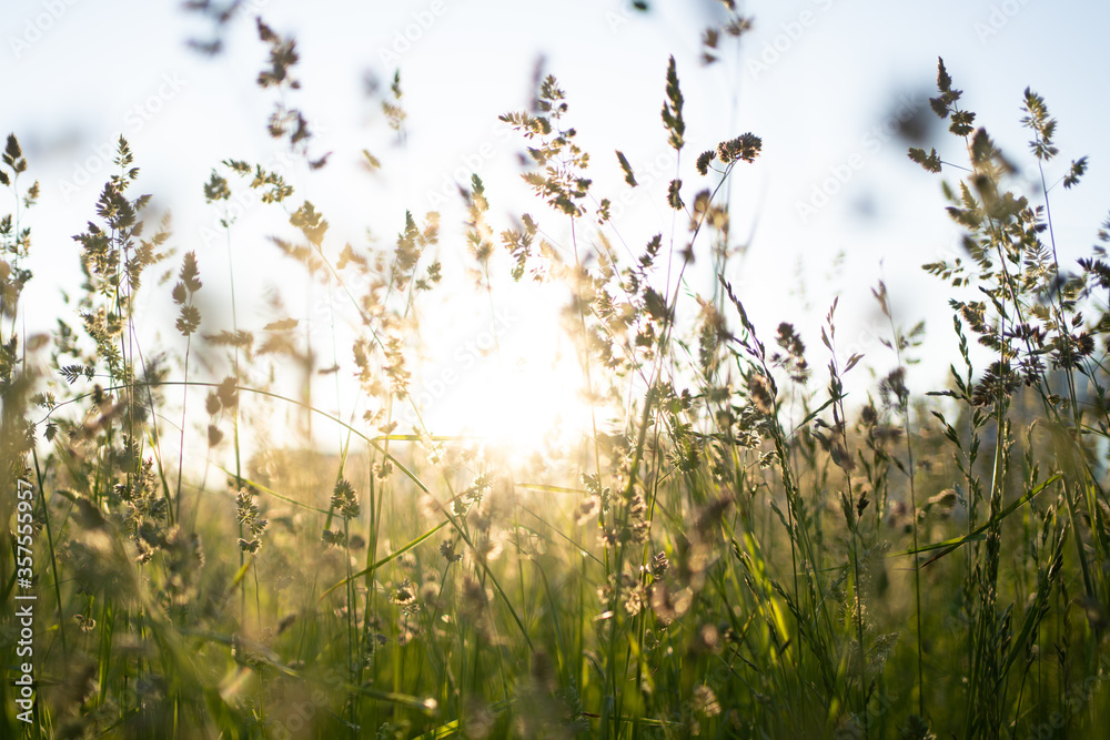 Obraz premium ears of grass at sunset, meadow of greenery