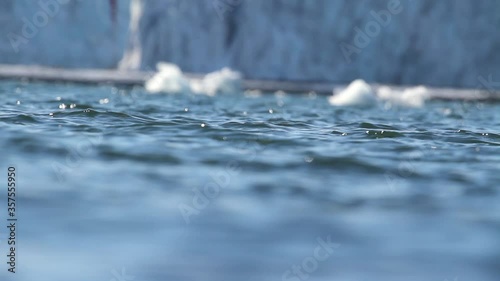 Giant Petrel in the water of Antarctica photo