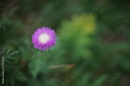 Wild purple flower grows in the summer garden. Art soft focus with blurred green grass around.