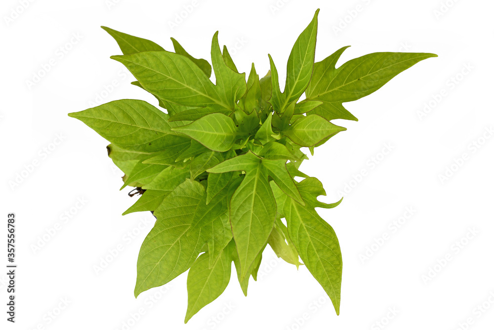 Top view of light green Sweet Potato ''Ipomoea Batatas Sweet Caroline' ornamental vine plant isolatd on white background Top view of light green Sweet Potato ''Ipomoea Batatas Sweet Caroline' ornamental vine plant isolatd on white background