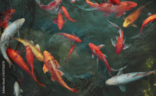 Golden carps and koi fishes in the pond