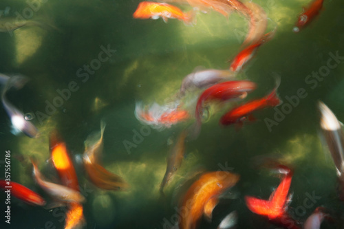 Golden carps and koi fishes in the pond