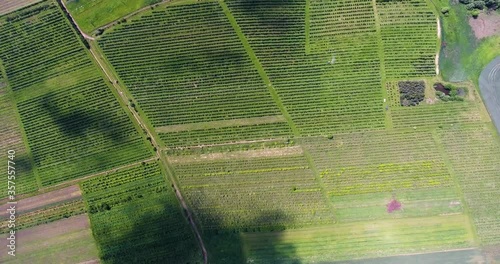 Apple orchard from a bird's eye view photo