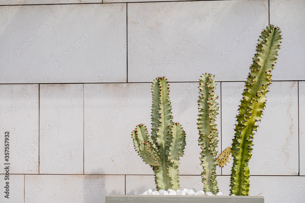 Naklejka premium Green cacti or succulent with big needles in pots on background of a concrete wall. Interior or outdoor In Loft or Scandinavian Style. View with Copy space.